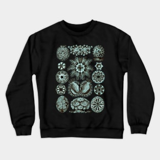 Ernst Haeckel  Ascidiae Sea Squirts Teal Chamoise Crewneck Sweatshirt